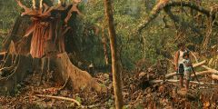 Deforestacion
